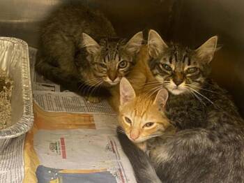 ORANGE PEEL -  Domestic Short Hair Cat for Adoption in Tustin, California - ORANGE PEEL | PetCurious