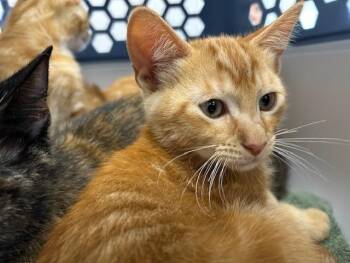 Domestic Short Hair Cats Available for Adoption in Ocala, Florida - A383328 | PetCurious