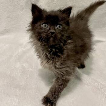 Domestic Long Hair Cats Available for Adoption in Greensboro, North Carolina - Sugar | PetCurious