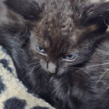 Lumix 26-0697 -  Domestic Short Hair Cat for Adoption in Yanceyville, North Carolina - Lumix 26-0697 | PetCurious