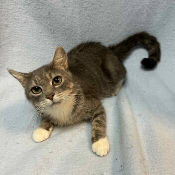 Rescue Domestic Short Hair Cats for Adoption in Waterloo, Iowa - Kandice | PetCurious