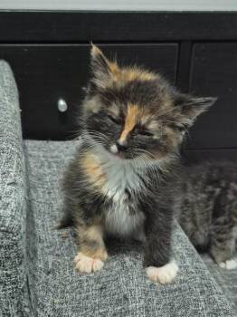 Domestic Short Hair Cats Available for Adoption in Buford, Georgia - April | PetCurious