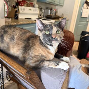 Isabel -  Dilute Tortoiseshell and Dilute Calico Cat for Adoption in Fresno, California - Isabel | PetCurious