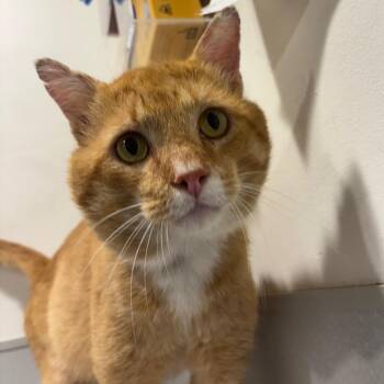 Leonard -  Domestic Short Hair Cat for Adoption in Tampa, Florida - Leonard | PetCurious