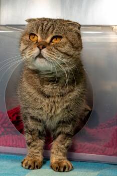 Marie -  Scottish Fold Cat for Adoption in Oakville, Ontario - Marie | PetCurious