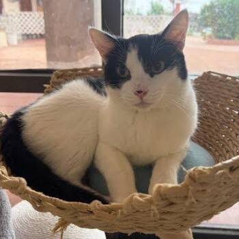 Domestic Medium Hair Cats Available for Adoption in Tustin, California - Smudge | PetCurious