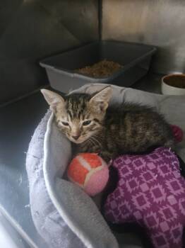 Rescue Domestic Short Hair Cats for Adoption in Bossier City, Louisiana - Peanut Butter | PetCurious