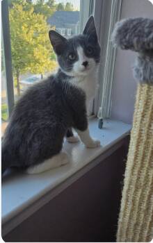 Lexie -  Domestic Short Hair Cat for Adoption in Wyandotte, Michigan - Lexie | PetCurious