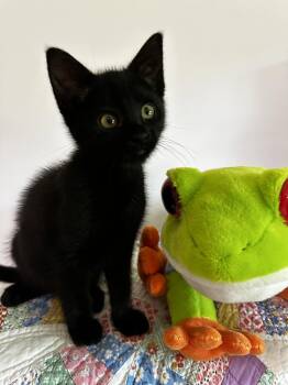 Alysheba -  Domestic Short Hair and Bombay Cat for Adoption in Georgetown, Kentucky - Alysheba | PetCurious