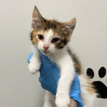 Pomegranate -  Domestic Short Hair Cat for Adoption in Spring Hill, Kansas - Pomegranate | PetCurious