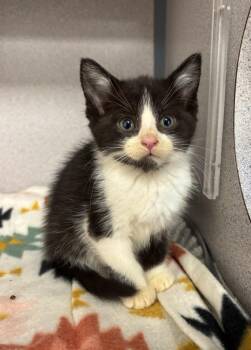 DJ Boop-A-Tron -  Domestic Short Hair Cat for Adoption in Liverpool, New York - DJ Boop-A-Tron | PetCurious