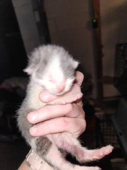 Domestic Short Hair Cats Available for Adoption in West Mifflin, Pennsylvania - Angel | PetCurious