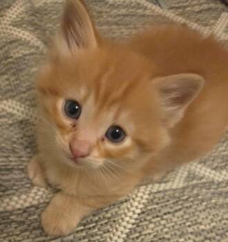 Domestic Short Hair Cats Available for Adoption - Basmati | PetCurious