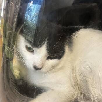 Domestic Short Hair Cats Available for Adoption in Philadelphia, Pennsylvania - Dean | PetCurious