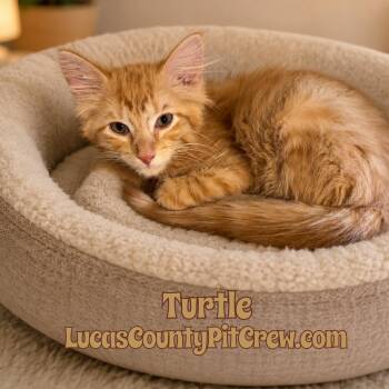 Turtle -  Tabby and Domestic Medium Hair Cat for Adoption in Toledo, Ohio - Turtle | PetCurious