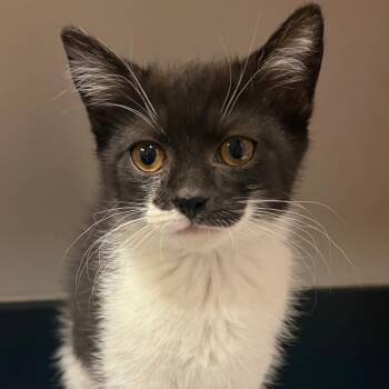Bella Anne -  Domestic Short Hair Cat for Adoption in Chattanooga, Tennessee - Bella Anne | PetCurious