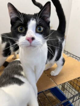 Rescue Domestic Short Hair Cats for Adoption in Kansas City, Missouri - ***Hollis ***CL | PetCurious