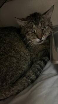 Domestic Short Hair Cats Available for Adoption in Columbus, Indiana - Otis | PetCurious