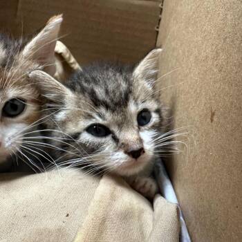 Domestic Short Hair Cats Available for Adoption in San Antonio, Texas - Frankie | PetCurious
