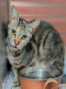 MAKENZIE -  Domestic Short Hair Cat for Adoption in Fort Lauderdale, Florida - MAKENZIE | PetCurious