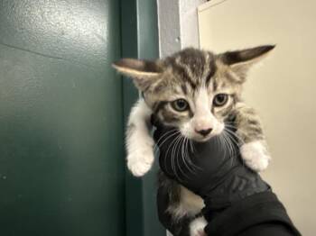 A1924580 -  Domestic Short Hair Cat for Adoption in Thousand Palms, California - A1924580 | PetCurious