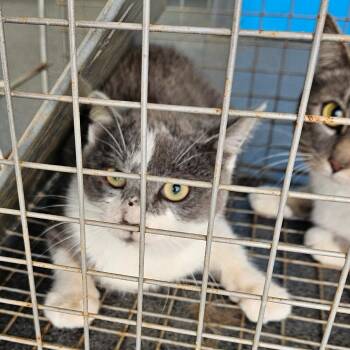 Domestic Short Hair Cats Available for Adoption - Evans 2 | PetCurious