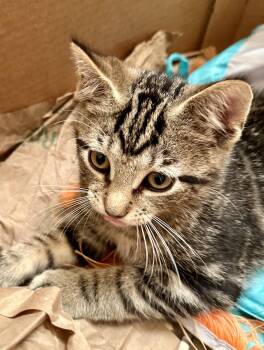 Rescue Domestic Short Hair Cats for Adoption in Wayne, New Jersey - Ford | PetCurious