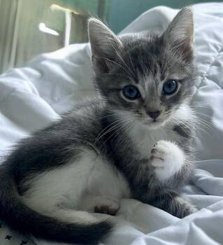 Domestic Short Hair and Bombay Cats Available for Adoption in Homestead, Florida - Sneakers Sue & Wee Truffle Bonded | PetCurious