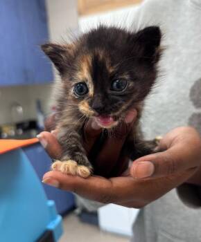 Meatball Committee -  Domestic Short Hair Cat for Adoption in Disputanta, Virginia - Meatball Committee | PetCurious