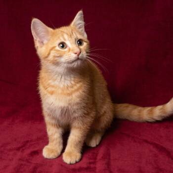 Beatrix -  Domestic Short Hair Cat for Adoption in Springfield, Ohio - Beatrix | PetCurious