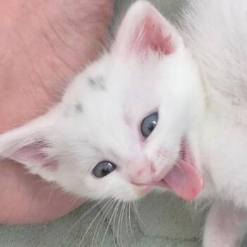Xavier -  Domestic Short Hair Cat for Adoption in Spokane, Washington - Xavier | PetCurious