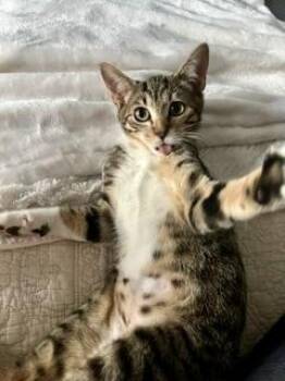 Bambi -  Domestic Short Hair Cat for Adoption in Lake Wylie, South Carolina - Bambi | PetCurious