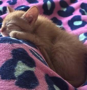 Domestic Short Hair Cats Available for Adoption in San Antonio, Texas - Nova | PetCurious