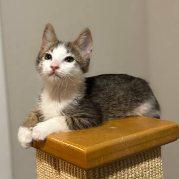Miney -  Domestic Short Hair Cat for Adoption in Houston, Texas - Miney | PetCurious