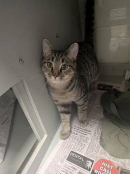 Mort -  Domestic Short Hair Cat for Adoption in Louisburg, North Carolina - Mort | PetCurious