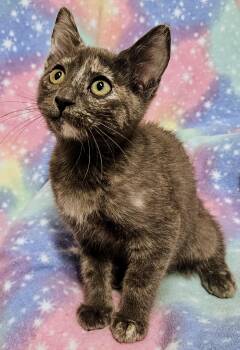 Tiffany - Rancho Cucamonga PetSmart -  Domestic Short Hair Cat for Adoption in Yorba Linda, California - Tiffany - Rancho Cucamonga PetSmart | PetCurious
