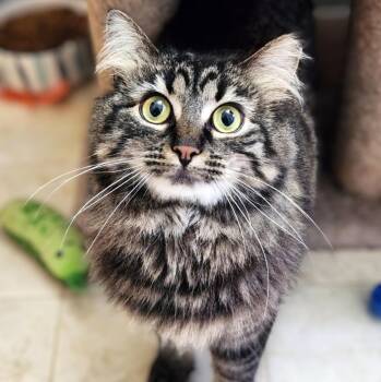 Molly -  Domestic Long Hair Cat for Adoption - Molly | PetCurious