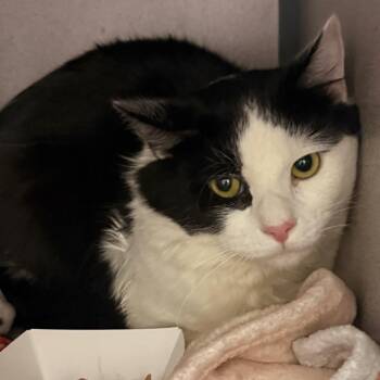 Domestic Medium Hair Cats Available for Adoption - Loki | PetCurious