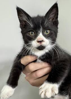Sampson, affectionate & outgoing Tuxedo cutie -  Domestic Short Hair and British Shorthair Cat for Adoption in Bonney Lake, Washington - Sampson, Affectionate & Outgoing Tuxedo Cutie | PetCurious