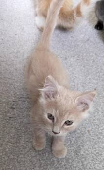 Spice -  Domestic Medium Hair Cat for Adoption in Millcreek, Utah - Spice | PetCurious