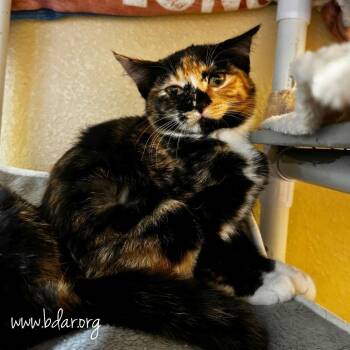 Morticia -  Domestic Short Hair Cat for Adoption in Cheyenne, Wyoming - Morticia | PetCurious