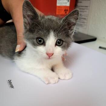 Horus -  Domestic Short Hair Cat for Adoption in Belfair, Washington - Horus | PetCurious