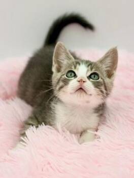 Dill Weed -  Russian Blue and Tabby Cat for Adoption in Covington, Louisiana - Dill Weed | PetCurious
