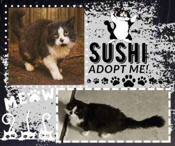 Rescue Domestic Long Hair Cats for Adoption in Paris, Illinois - Sushi | PetCurious