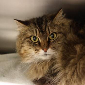 Domestic Medium Hair Cats Available for Adoption in Briarcliff Manor, New York - Beezie | PetCurious