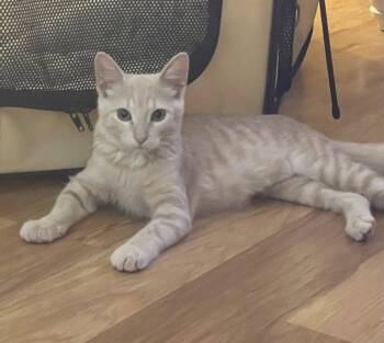 Opal Ann -  American Shorthair Cat for Adoption in St. Peters, Missouri - Opal Ann | PetCurious