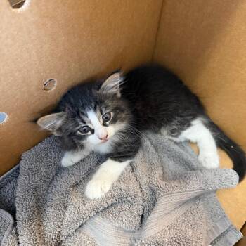 Joyful Jelly Bean 15 -  Domestic Medium Hair Cat for Adoption in Austin, Texas - Joyful Jelly Bean 15 | PetCurious