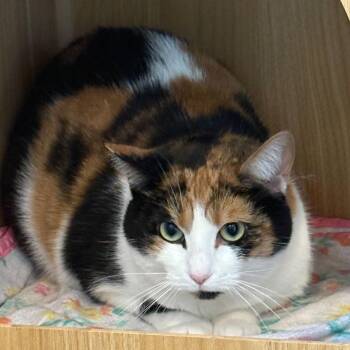 Domestic Short Hair Cats Available for Adoption - Banana | PetCurious