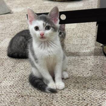 Diet Coke -  Domestic Short Hair Cat for Adoption in Jarrettsville, Maryland - Diet Coke | PetCurious