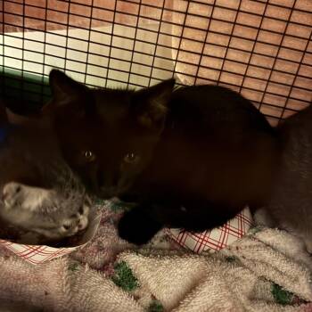 Bayleaf -  Domestic Short Hair Cat for Adoption in Chicago, Illinois - Bayleaf | PetCurious